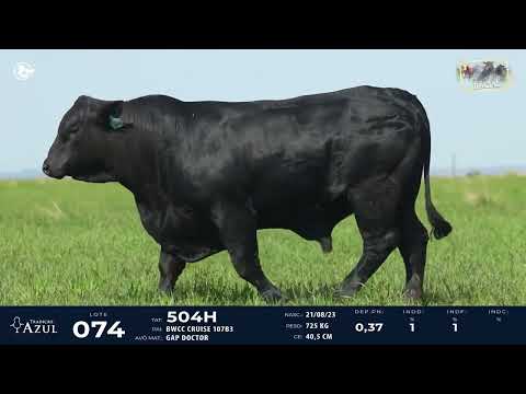 LOTE 74   TAT 504H M Brangus