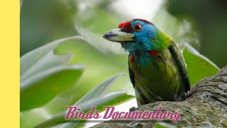 Birds short documentary || Birds documentary || Birds || Bird sounds || SOUL NATURE