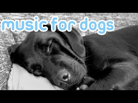 Soothing Music to Relax Your Dog! Calm Your Dog and Combat Anxiety!