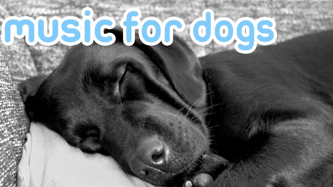 dog music relax your dog