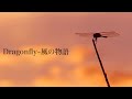 MV『Dragonfly~風の物語』