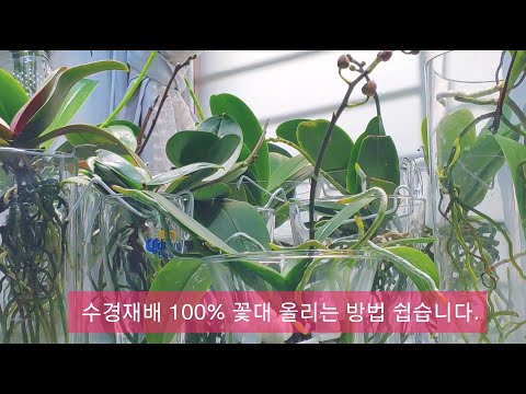 호접란 반 수경재배 100% 꽃대 올리는 방법 쉽습니다. Phalaenopsis semi water Culture raise floral axis easily.