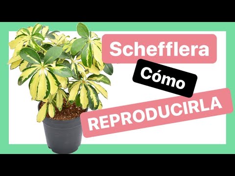 Video: Scheflera: Cultivo Y Reproducción