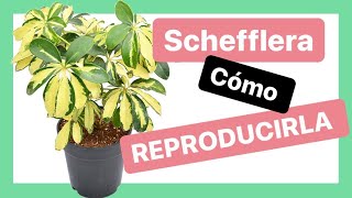 ¿Cómo hacer una nueva planta de Chiflera?