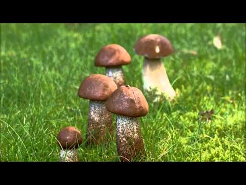Video: Sienet Paistamiseen Ja Suolattamiseen