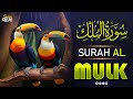 Surah al mulk   beautiful voice heart touching  sense quran tv