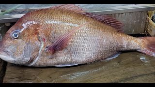 【職人技】100年続く魚屋の天然タイ捌き方・しゃぶしゃぶにしたら最高でした。How to prepare large fish