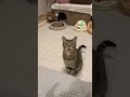 にゃんこにご飯食べてるところ見ていてと言われました#shorts