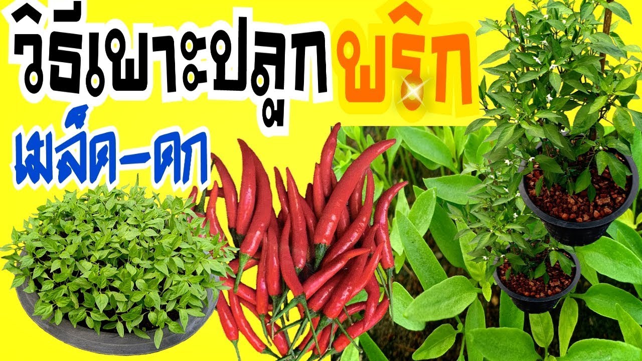 ปลูก พริก ขี้หนู  Update New  วิธีเพาะปลูกเมล็ดพริกในกระถาง ให้ดก เก็บกินได้ตลอด | How to plant chilli plants in pots