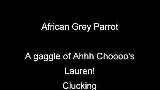 Ziva 18 month old African Grey parrot