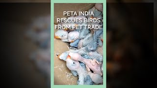 PETA India Rescues Thousands of Wild Birds From the Pet Trade #shorts screenshot 1