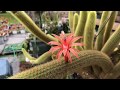 Rat tail cactus in blooming