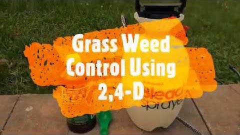Lawn Weed Control Using 2,4-D
