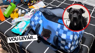 Organizando a mala de viagem do meu cachorro pitbull 🧳 O que levar na mala do Pet? 🐕