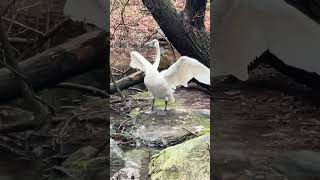 A Trumpeter Swan is a native North American Swan