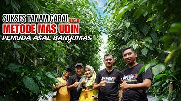 PETANI MUDA SUKSES TANAM CABAI | METODE MAS UDIN LUAR BIASA PERALIHAN MUSIM KEMARAU KE HUJAN