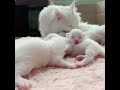 Cat kitten video |persian cat vlogs