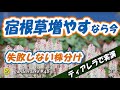 宿根草増やすなら今！【ティアレラの株分け実演でコツを解説】