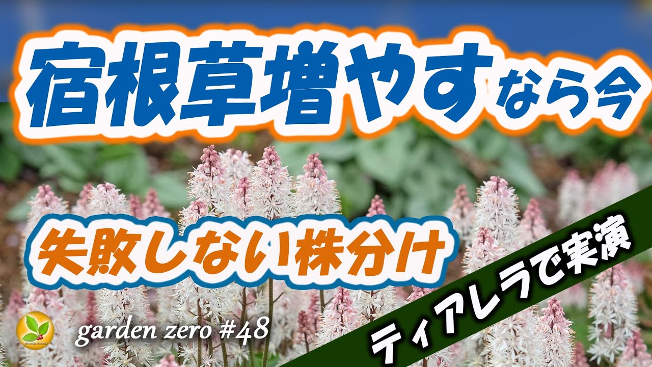 宿根草増やすなら今！【ティアレラの株分け実演でコツを解説】