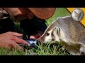 The Badger Whisperer - Face to Face with the American Badger!