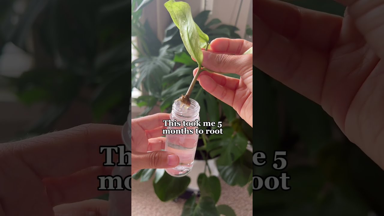 The Process Of ZZ Propagation Can Be A LONG One Plantcare Zzplant