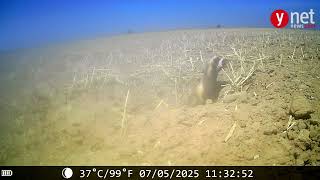 RARE FOOTAGE MARBLED POLECAT SPOTTED IN A FIELD IN THE WESTERN NEGEV Ynetnews