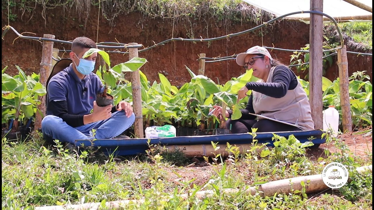 LA GRANJA - PROYECTO DE INVESTIGACIÓN EN PLÁTANO