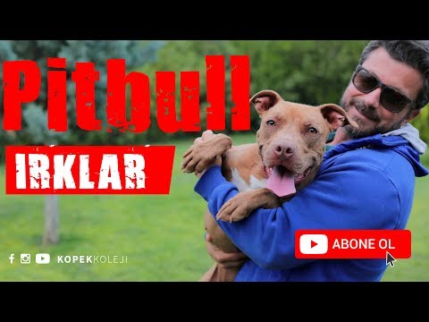 Köpek Irkları - Pitbull