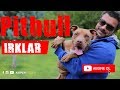 Köpek Irkları - Pitbull