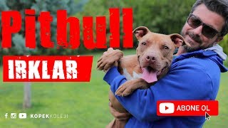 Köpek Irkları - Pitbull