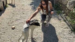 Our Dogs Take Their Medicine With So Much Joy 🐶💊- Takis Shelter