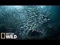 La migration des sardines dafrique du sud