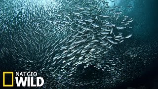La migration des sardines d’Afrique du sud