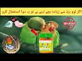 Lovebirds Breeding Formula! 🦜 Sirf 7 Din Mein Anday Ayein Ge | Best Breeding Medicine 2026