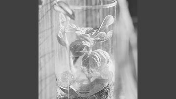 Wondrous Backdrops for Unwinding from Work