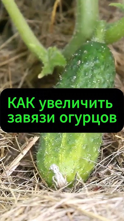 Народное средство для завязи огурцов #дача #огород #овощи #сад - YouTube