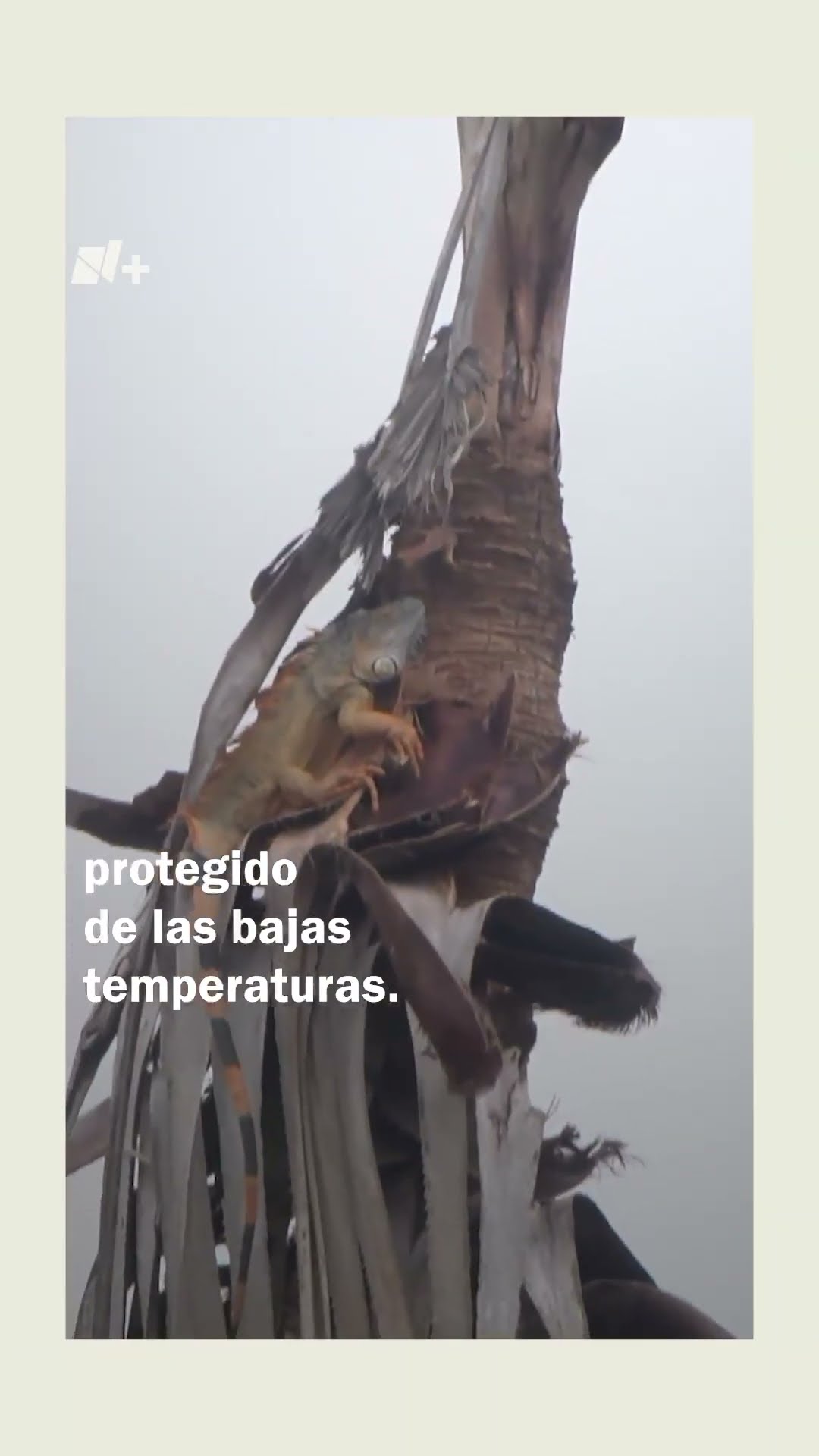 Rescatan a Iguanas “congeladas” en la Laguna Del Carpintero - N+ #Shorts