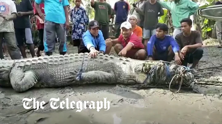 Indonesian villager catches 4.3 meter crocodile using only thin rope - DayDayNews