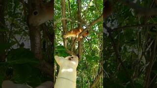A hand-fed squirrel in the park eats pine nuts/Ручная белка в парке кушает кедровые орехи #squirrels