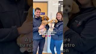 Grooming Salon Petco Chile