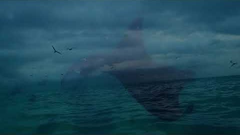 MantaWatch Internship Program 2018 - Firmansyah Tawang - Sekolah Tinggi Pertanian Kutai Timur