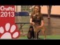 Italian Greyhound - Best of Breed - Crufts 2013