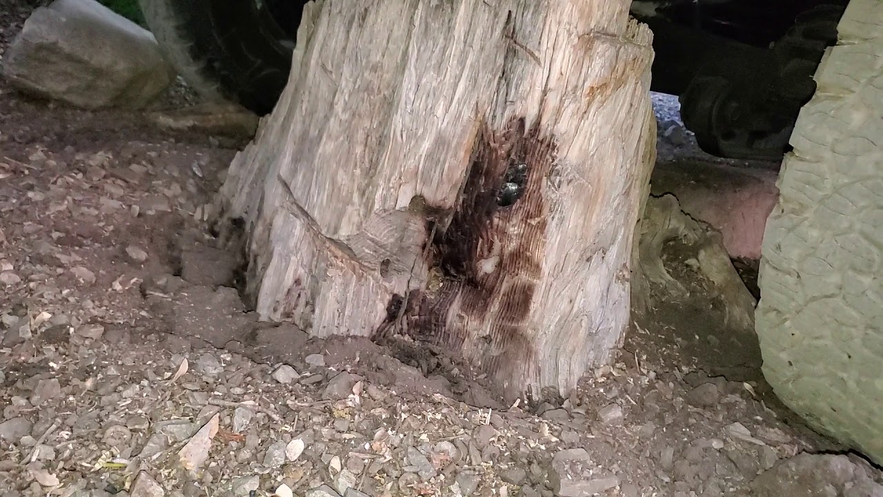 Parking brake failure, truck gets stuck on stump YouTube