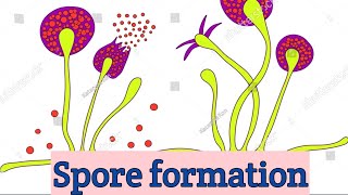 How do organisms reproduce | Class 10 chapter 7 | Asexual reproduction | Spore formation