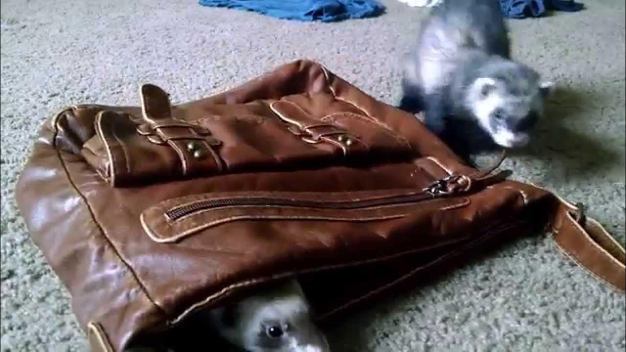 Ferret dooking and playtime. YouTube