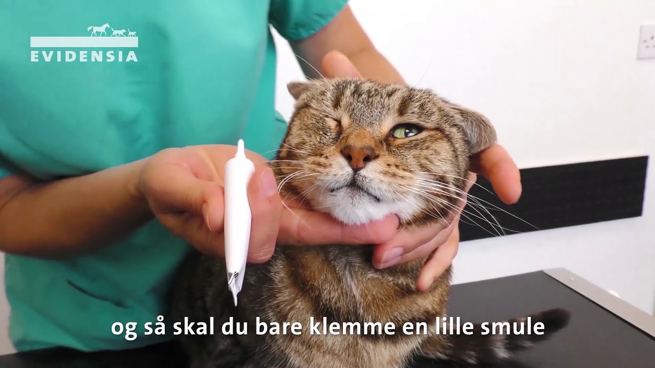 Sådan du kat | Evidensia