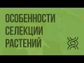 Особенности cелекции растений. Видеоурок по биологии 9 класс