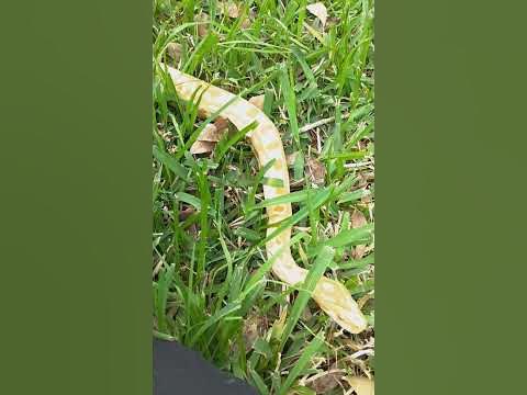 Burmese Python Handling Tips and Tricks outside!‼️💯 - YouTube