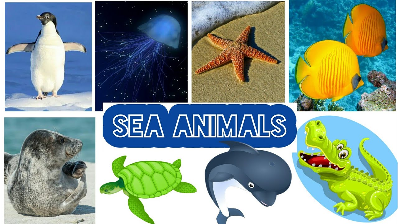 Water Animal Sea Animal Aquatic Animals English And Gujarati 