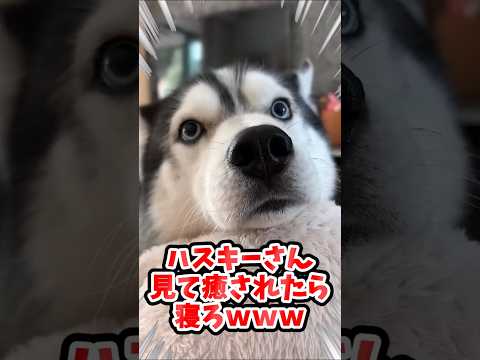 ハスキーさん見て癒されたら寝ろｗｗｗ #動物 #イヌ #ハスキー